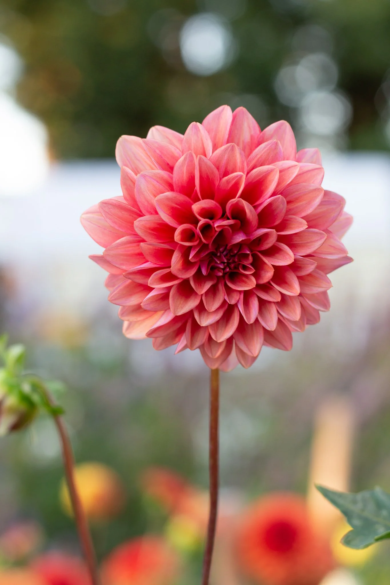 Dahlia : Mystique — ciderpress lane